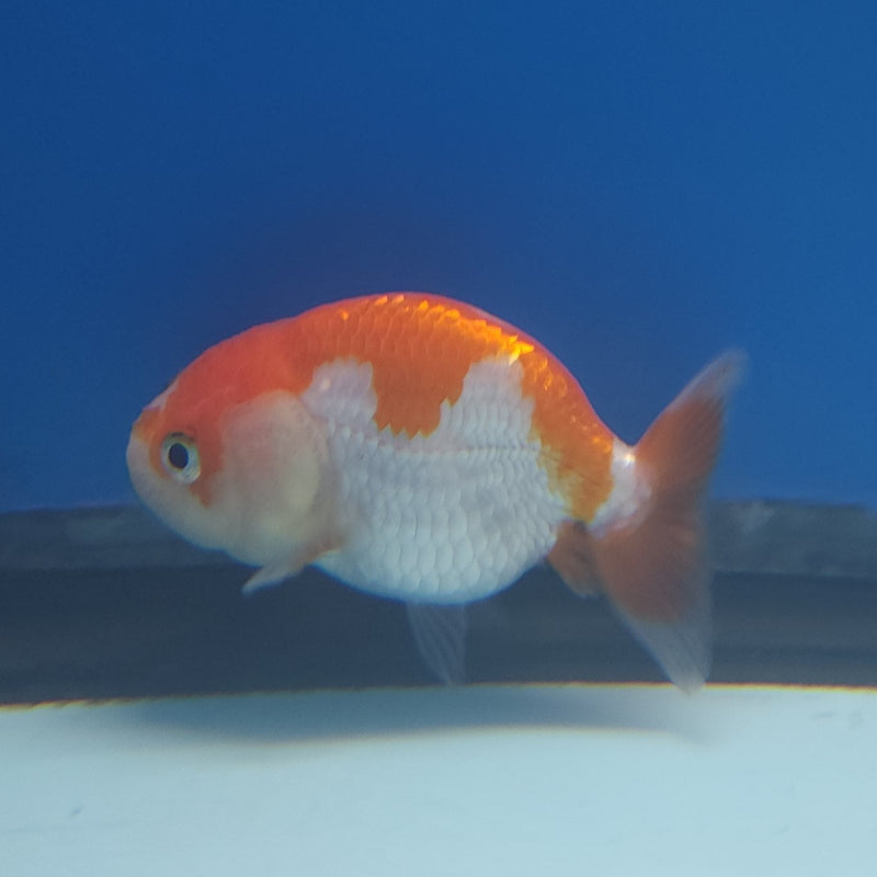 Chinese Ranchu Red & White 2.5in Female (FEB-330)R3B16