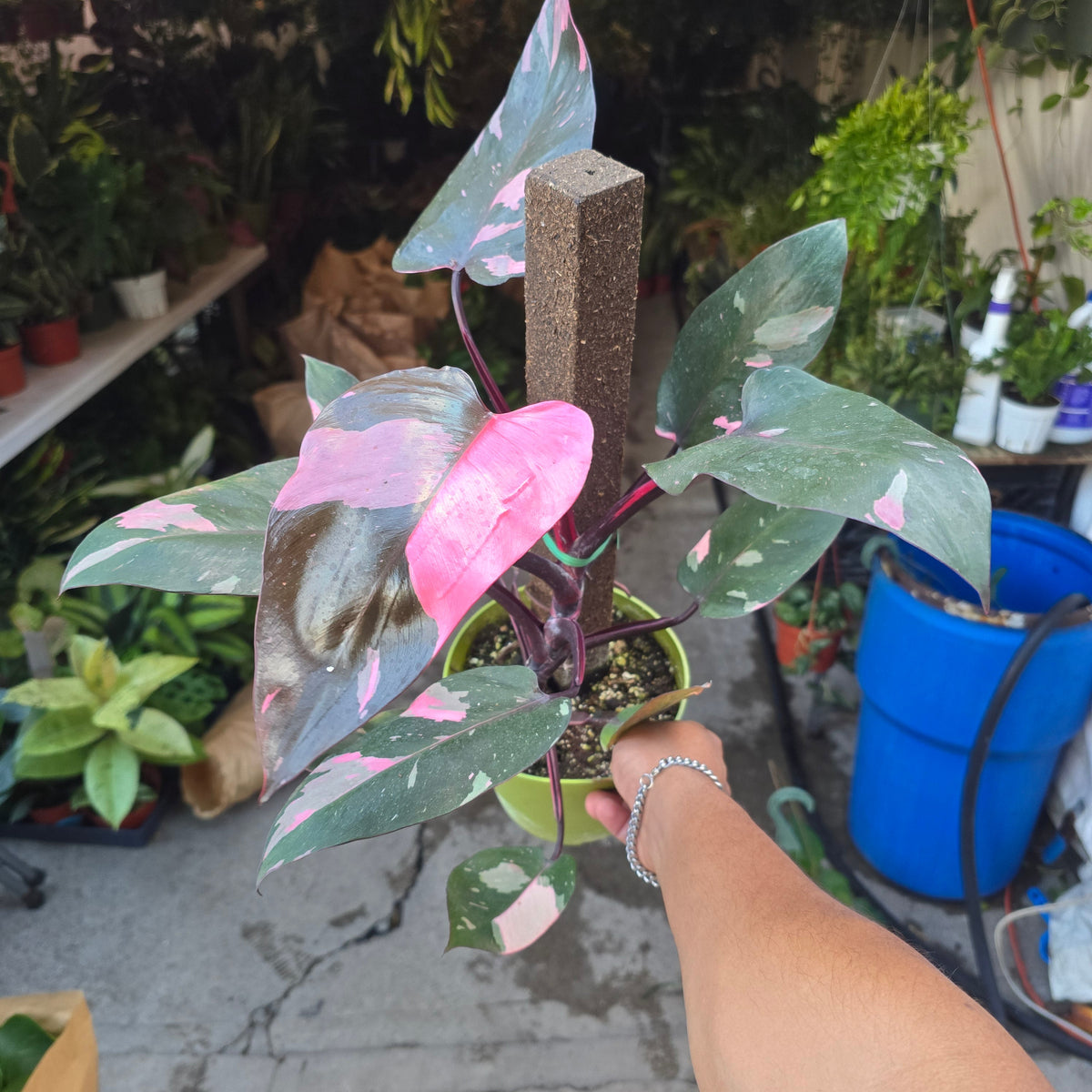 6 inch pot - Pink Princess Philodendron Live Plant indoor - Get similar big plant