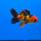 Thai Oranda Apache 2.50" Body male (FEB-748)R2B01