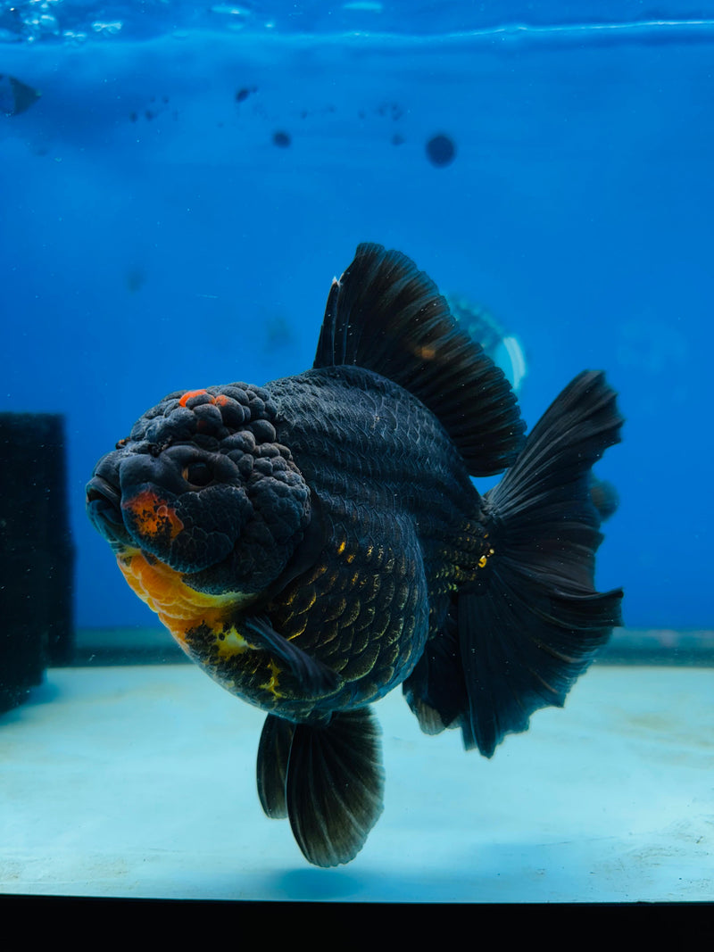 Thai Premium Jumbo Apache Giant Breed 5.00 inch Body Oranda (CRP-JO1005)