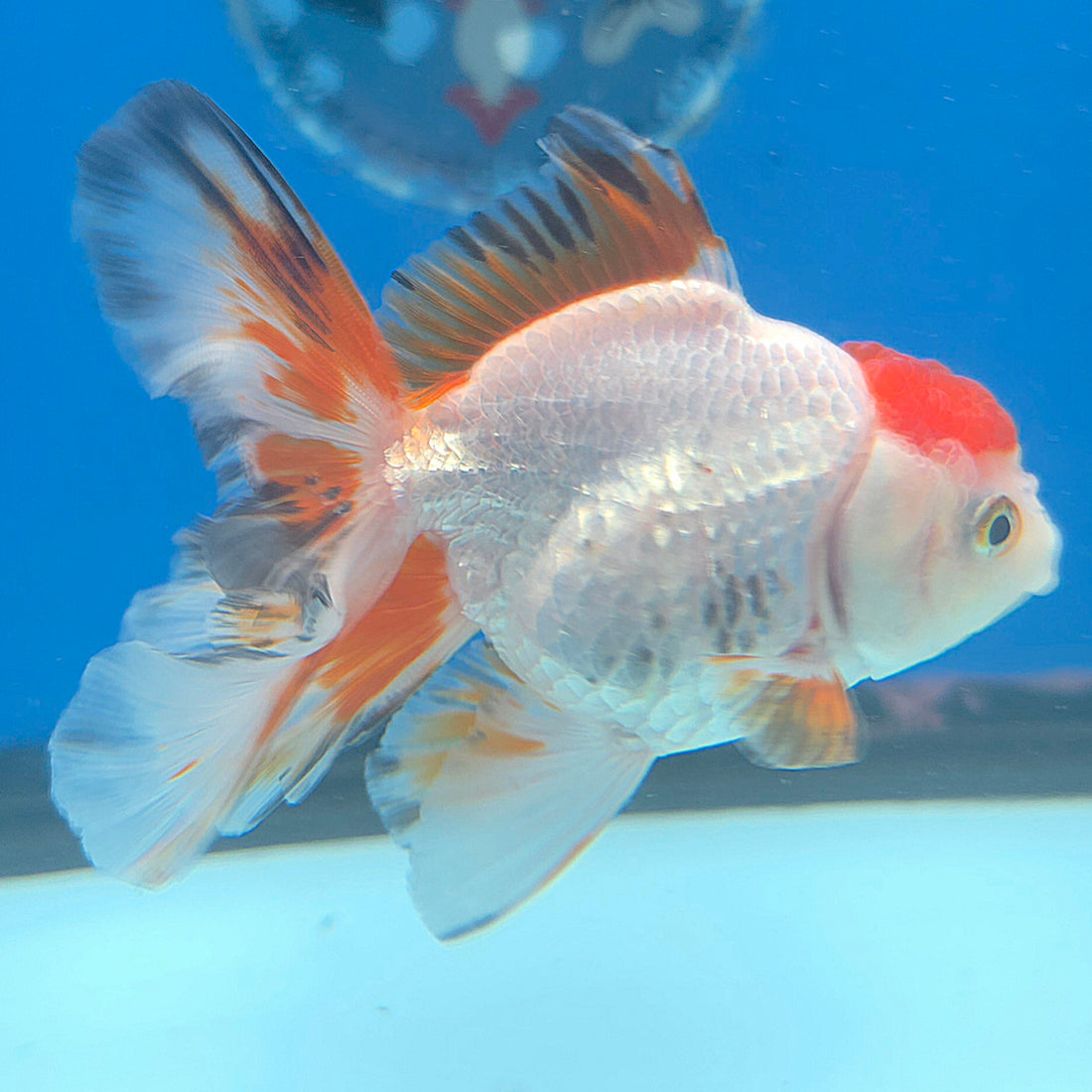 Thai Oranda Red Cap White Sakura 2.5” Female(FEB-678)R3B01