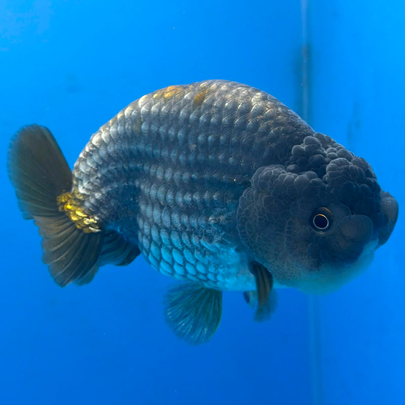 Thai Granite Ranchu 4” Body Female(FEB-407) BLUETUBD