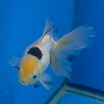 Thai Oranda Lemonhead Panda 2.5” Female(FEB-682)R3B01