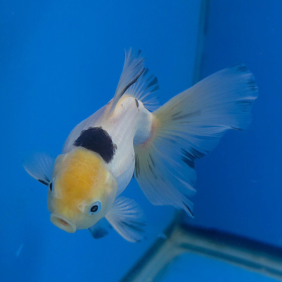 Thai Oranda Lemonhead Panda 2.5” Female(FEB-682)R3B01