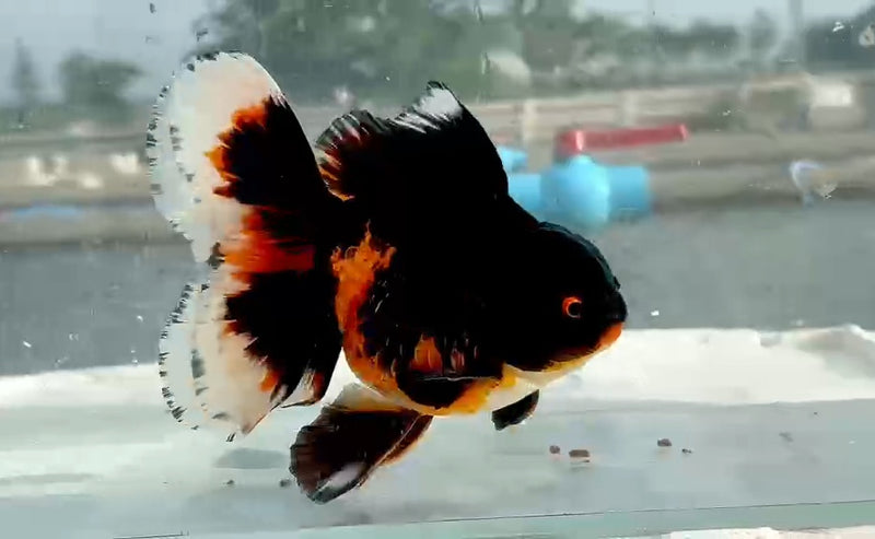 Thai Jumbo Apache Oranda Orchid Tail 5.00 inch Body (QGF-JO1189)