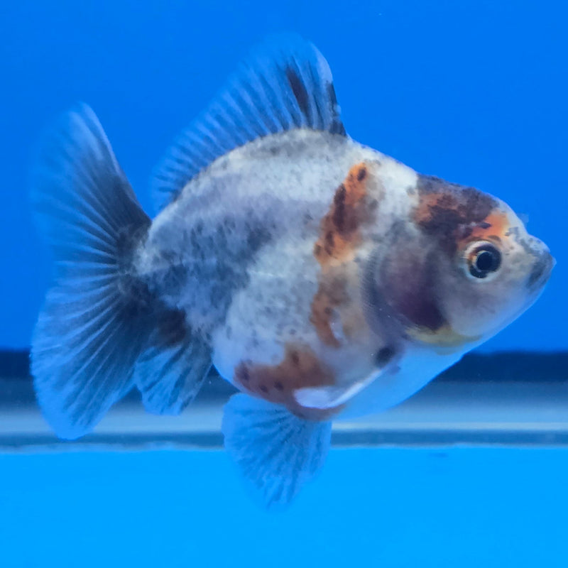 Thai Shogun Calico Oranda 2.5" Body Male A+ Grade(CK-608)R3A03