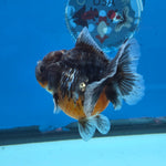 Thai Oranda Kirin Sakura Shogun Farm 3.2" Body male 6mths(FEB-579)R3B02
