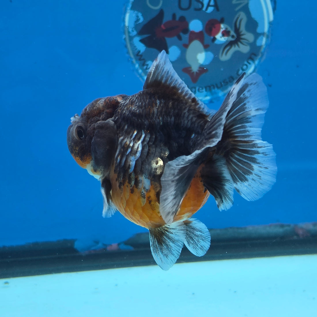 Thai Oranda Kirin Sakura Shogun Farm 3.2" Body male 6mths(FEB-579)R3B02