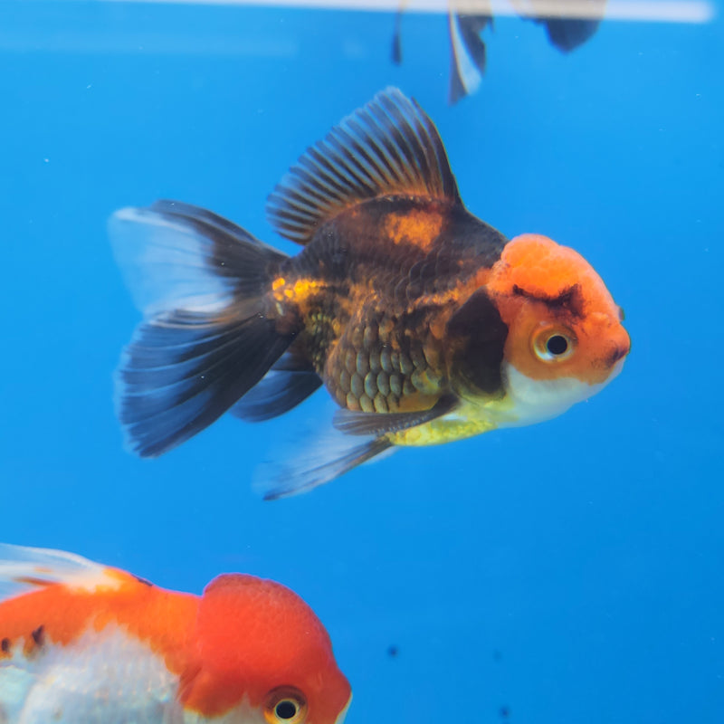 Thai Oranda Apache-Tri  2.5 M (FEB-180)R3A07
