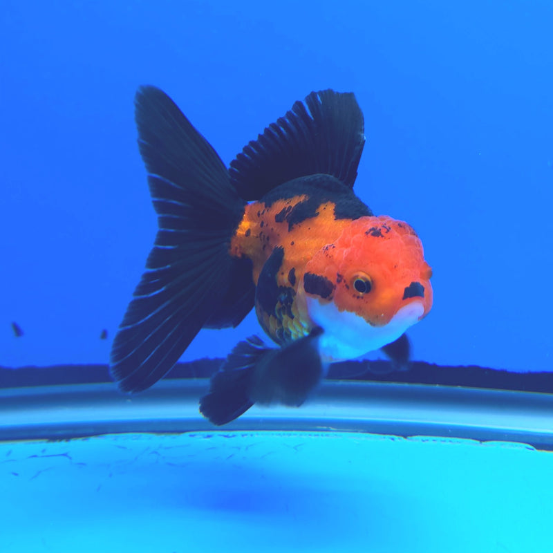Thai Oranda Apache 2.5” Female (FEB-247)R3B04