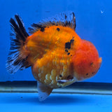 Thai Oranda Red Tiger Sakura Godzilla 5.5 inch Orchid Tail Body Female (G-FEB-106)BlueTubB