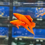 Live Tropical Fish Albino Red Vienna High Fin Cauliflower Swordtail (Xiphophorus hellerii)