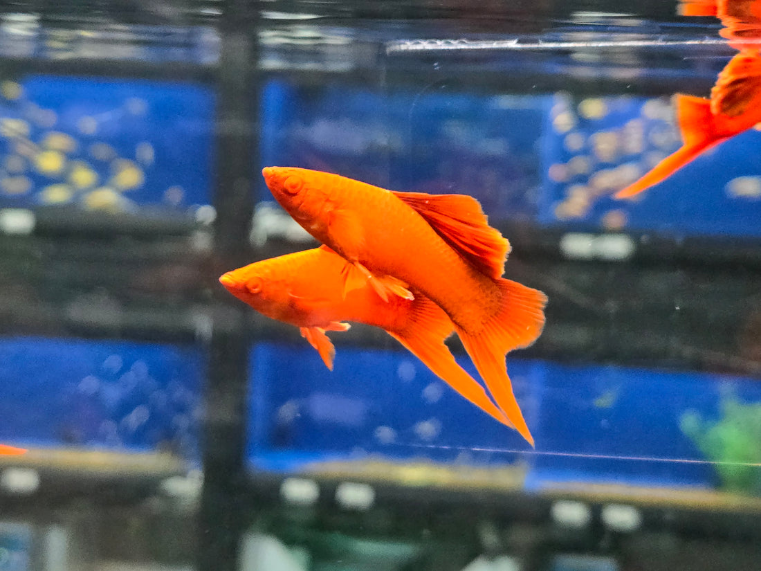 Live Tropical Fish Albino Red Vienna High Fin Cauliflower Swordtail (Xiphophorus hellerii)