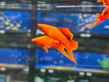 Live Tropical Fish Albino Red Vienna High Fin Cauliflower Swordtail (Xiphophorus hellerii)