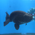 Thai Ranchu Super Black 3.5” Female(FEB-665)R3B04