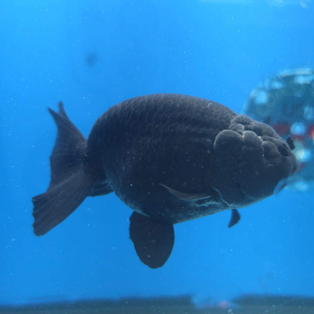 Thai Ranchu Super Black 3.5” Female(FEB-665)R3B04
