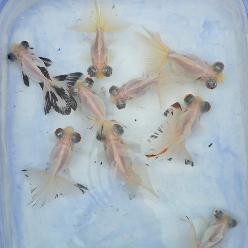 Live Fancy Goldfish Premium Select White Butterfly Telescope Moore 3.00 inch (CGF)