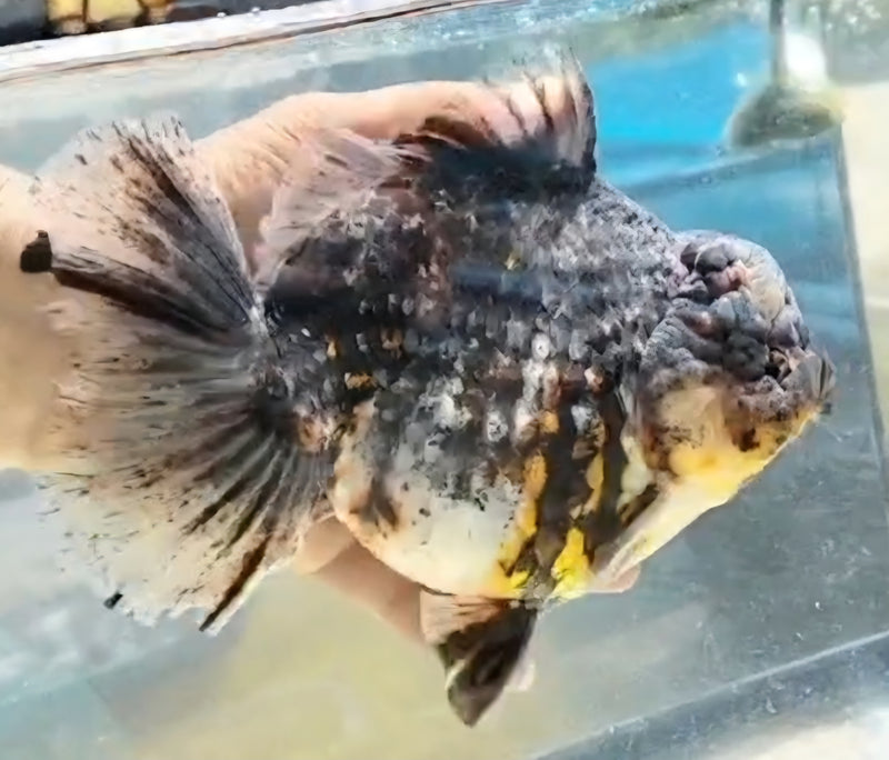 Thai Jumbo Kirin Tiger Orchid Tail Oranda by NK THAILAND 5.00 inch Body (NKT-JO2059)