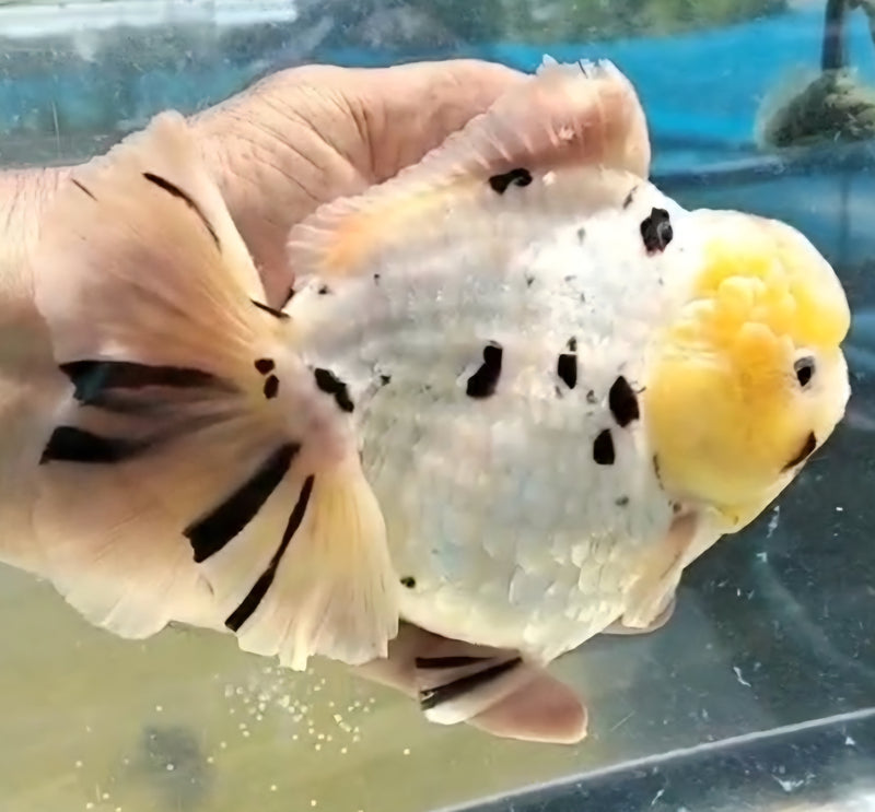 Thai Jumbo Lemon Head White Tiger Orchid Tail Oranda by NK THAILAND 5.00 inch Body (NKT-JO2053)