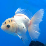Thai Oranda Lemomhead Panda 3.00 inch Body Female(FEB-844)R2B01