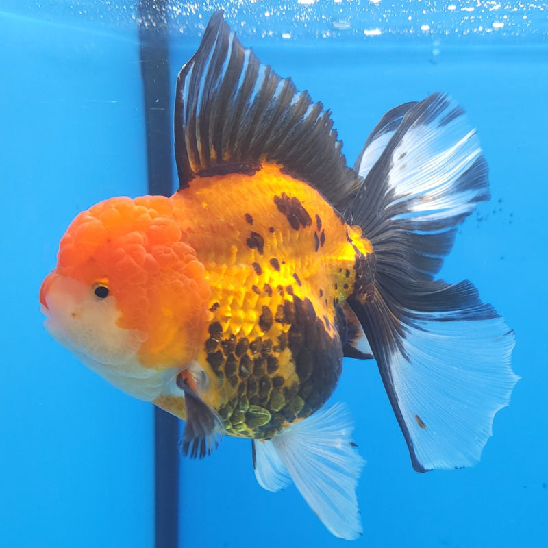 Thai Oranda Apache JUMBO  4.5” Body Female(FEB-379)R2B11
