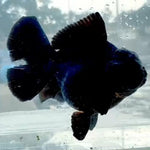 Thai Jumbo Black Orchid Tail Oranda 5.00 inch Body (QGF-JO1228)BLUETUBA