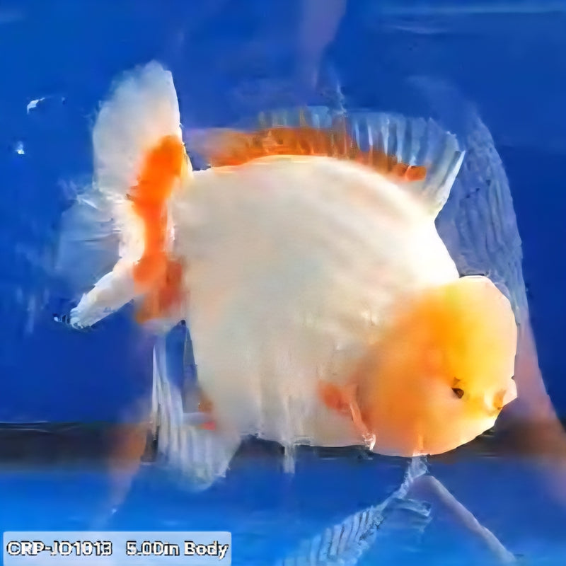 Thai Premium Jumbo Lemon Head Short Tail Giant Breed 5.00 inch Body Oranda (CRP-JO1013)