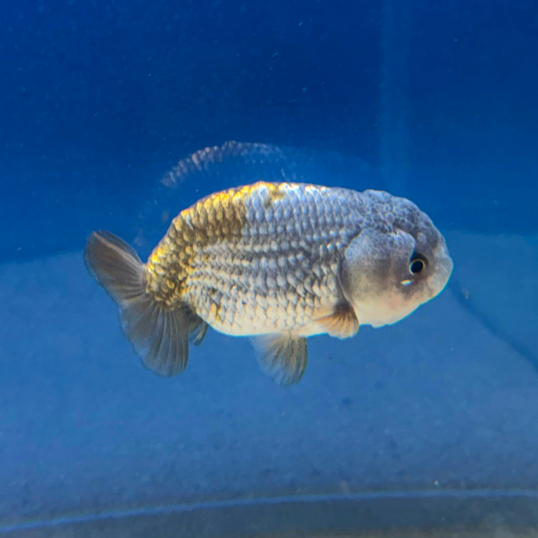 Thai Ranchu Silver Gold  Body 3in Female (FEB-492)