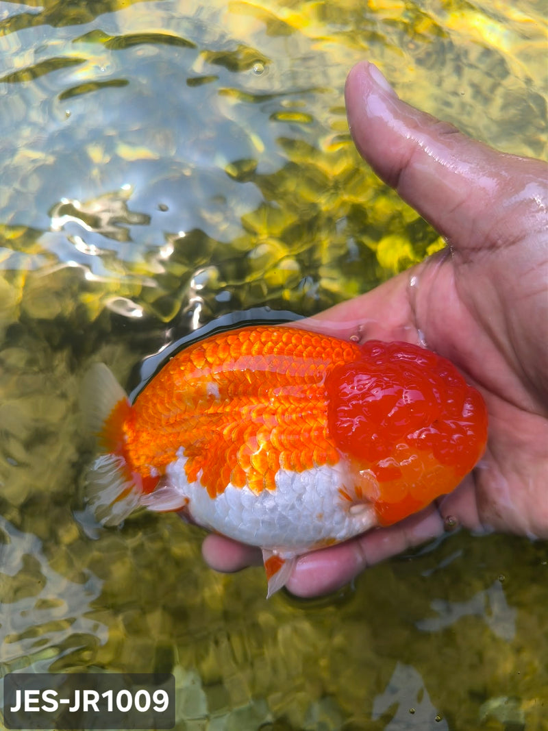 Thai Dragon Head Ranchu Red & White 4.00 inch Body (JES-JR1009)