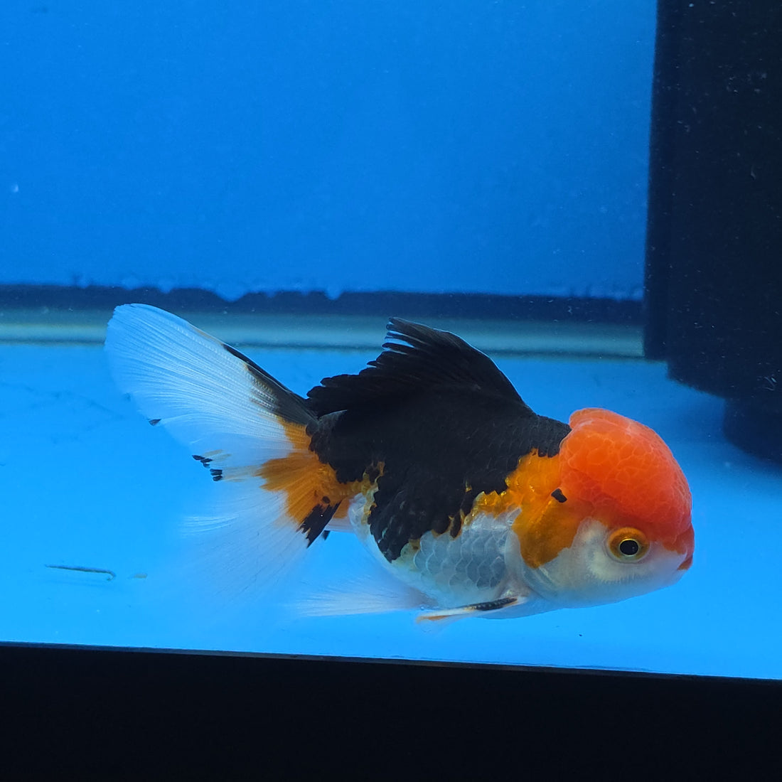 Thai Oranda Red Cap Tri Color Color 3.5 in Body Male (FEB-537)R3A03