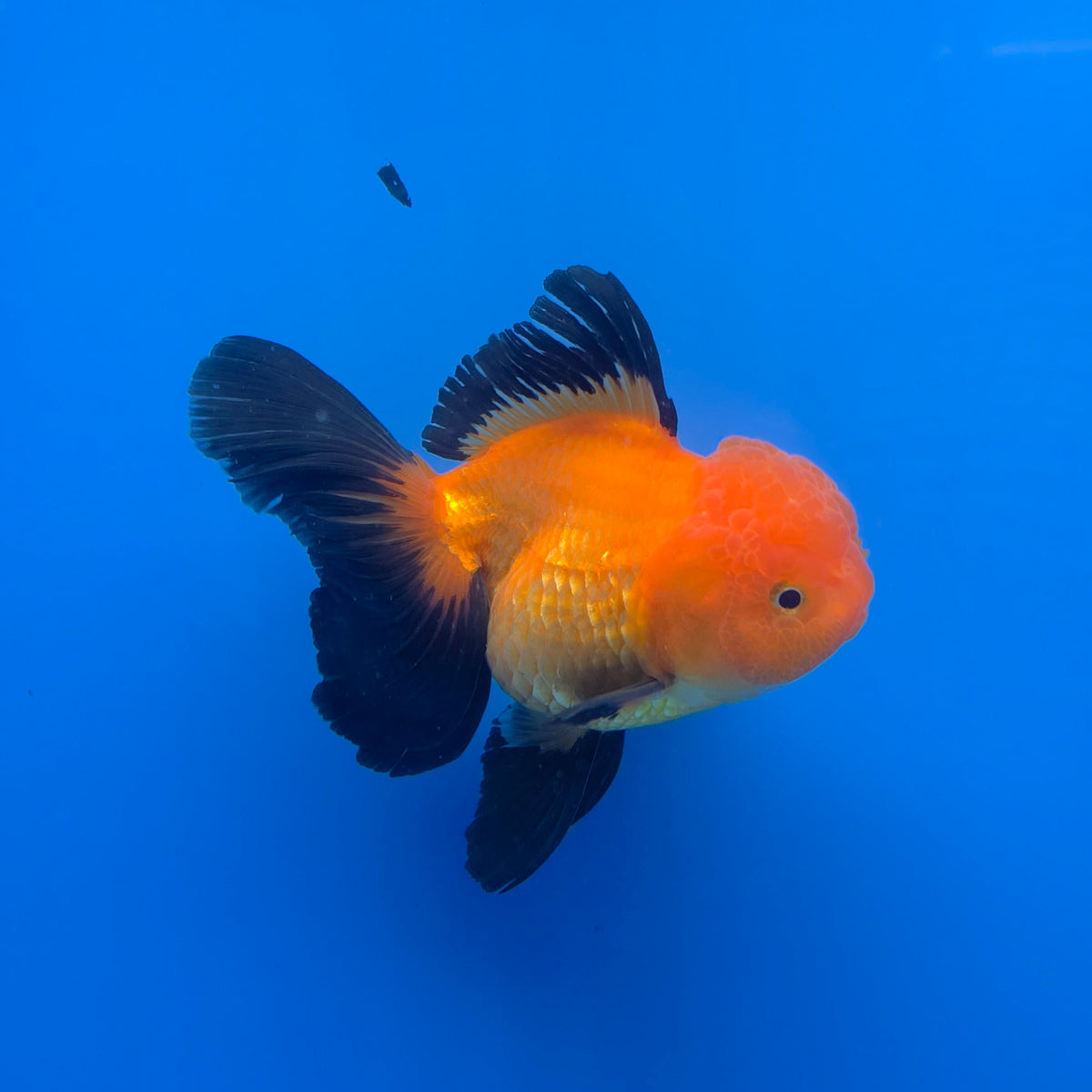 Thai Oranda Apache 3.5" Body Female (FEB-767)R2B07