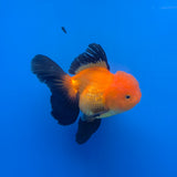 Thai Oranda Apache 3.5" Body Female (FEB-767)R2B07
