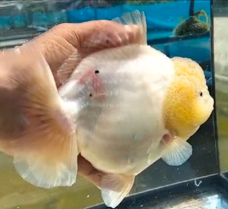 Thai Jumbo Super White Tiger Orchid Tail Oranda by NK THAILAND 5.00 inch Body (NKT-JO2048)
