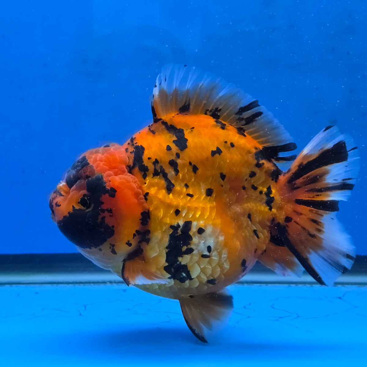 Thai Oranda Red Tiger Sakura Godzilla 5.5 inch Orchid Tail Body Female (G-FEB-105)BlueTubB
