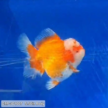 Thai Premium Super Jumbo Red/White Giant Breed 5.50 inch Body Oranda (CRP-JO1007)