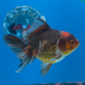 Thai Oranda Apache 2.5” Female(FEB-680)R3B01