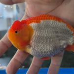 A Grade Our Choice Red/White Dragon Head Ranchu 2.50 inch Body (CGF)