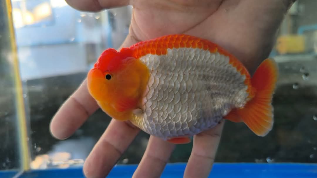 A Grade Our Choice Red/White Dragon Head Ranchu 2.50 inch Body (CGF)