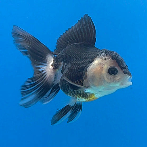 Thai Oranda Panda 2.5” Male(FEB-631)R3B15