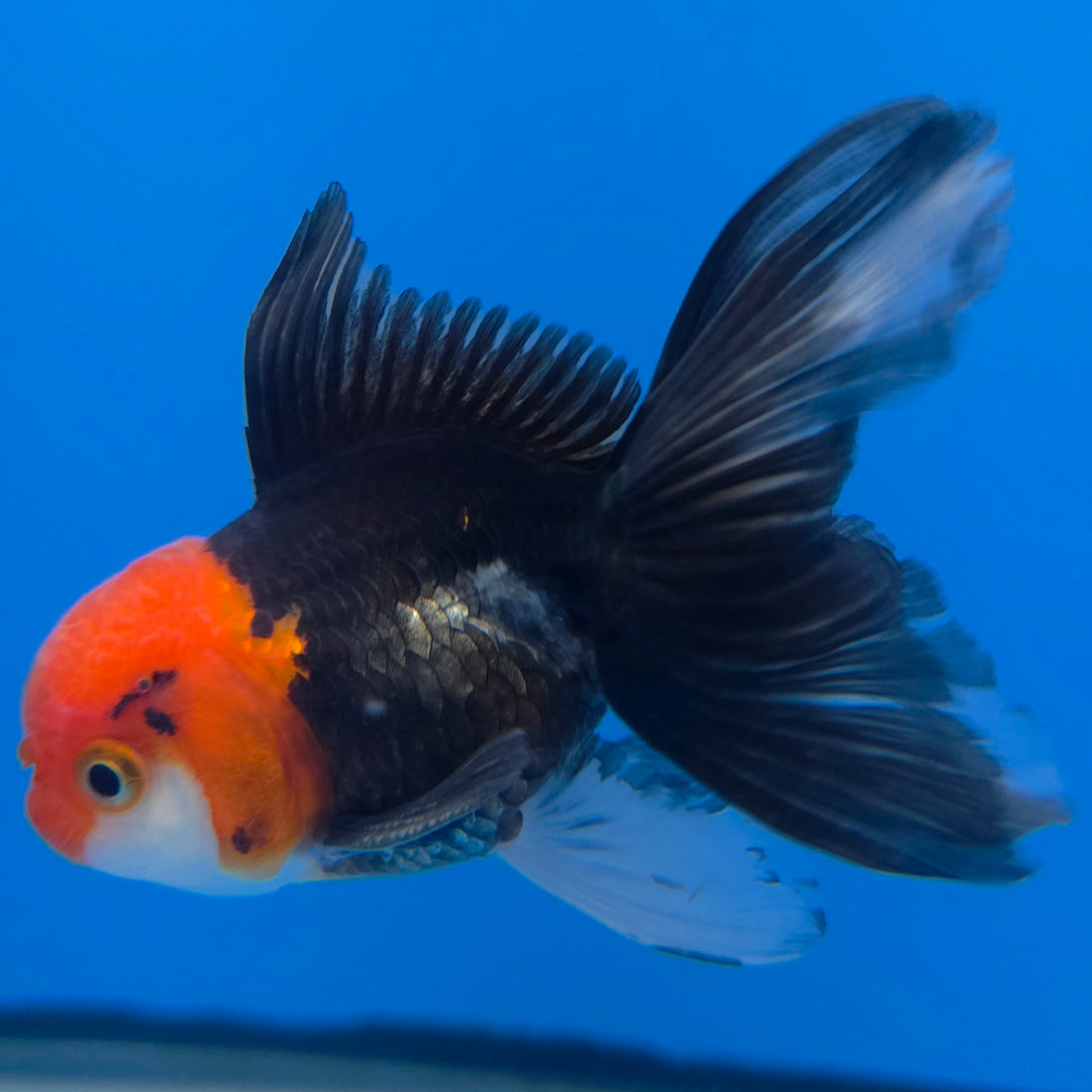 Thai Oranda Tri-Color 2in Male (FEB-550)R3B17