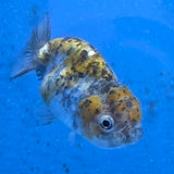 Thai Ranchu Calico Tiger 2.50" Body (FEB-881)R2B06