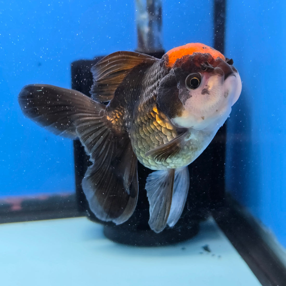 Thai Oranda Red Cap Black 3.5” Female(FEB-728)R1B07