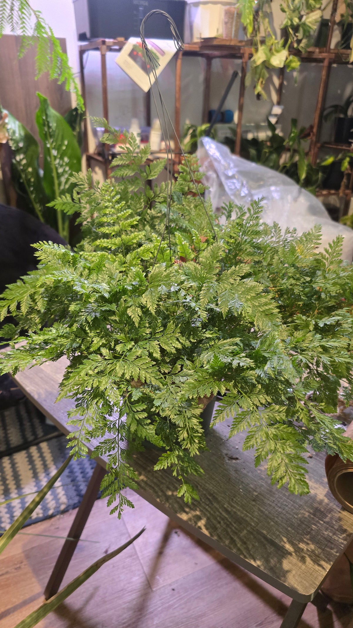 6 inch Pot - Davallia fejeensis 'Major' Fern hanging pot - Live Plant [#014]