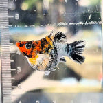 High Grade Red Head Balloon Molly (Poecilia sphenops)