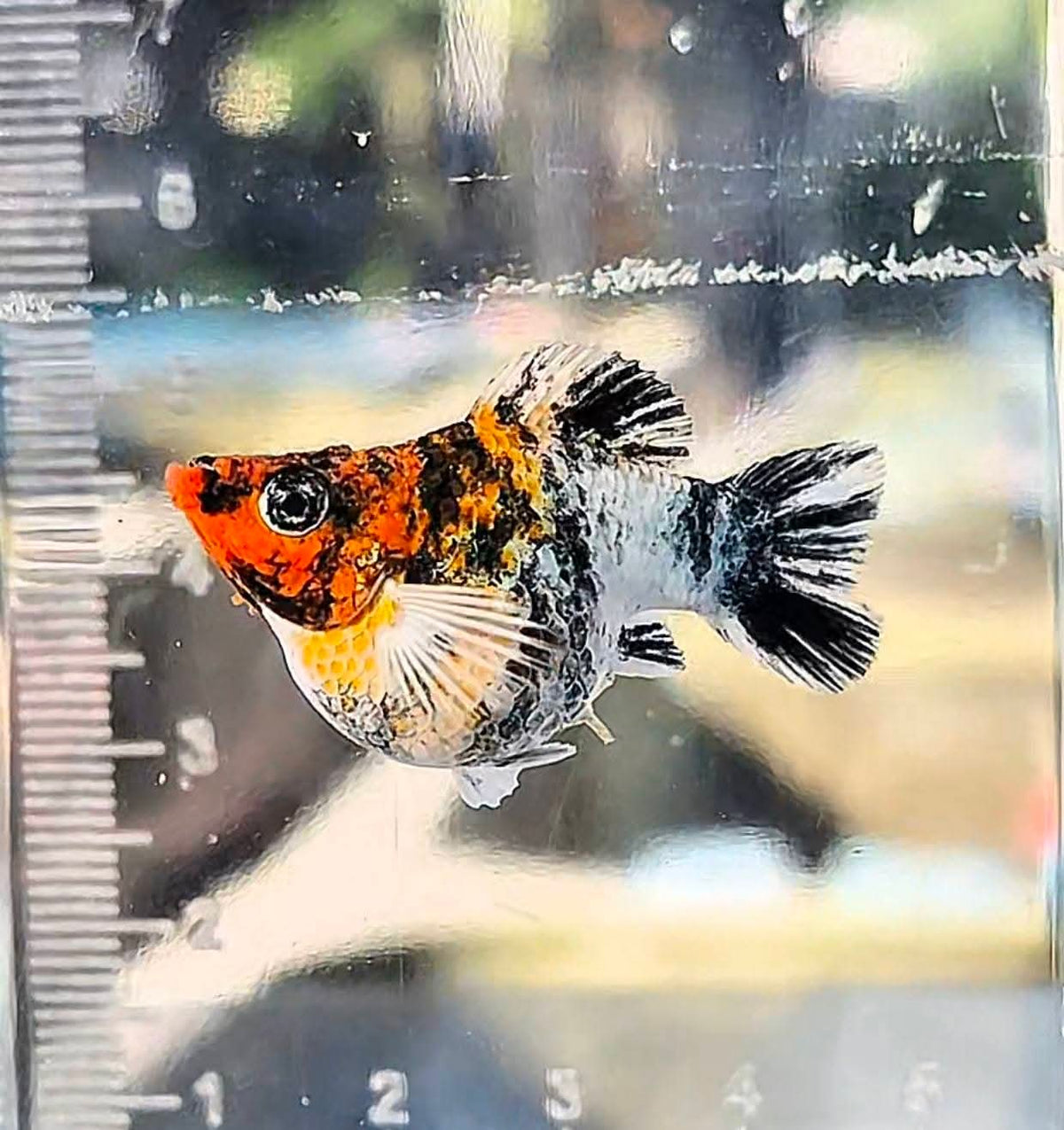 High Grade Red Head Balloon Molly (Poecilia sphenops)