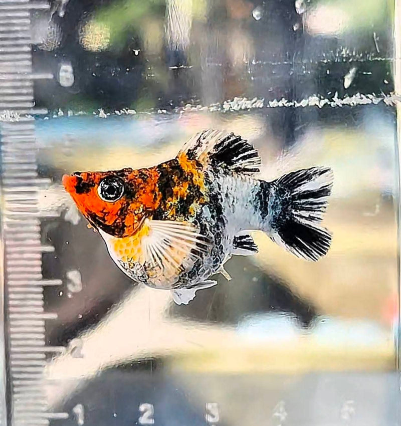 High Grade Red Head Balloon Molly (Poecilia sphenops)