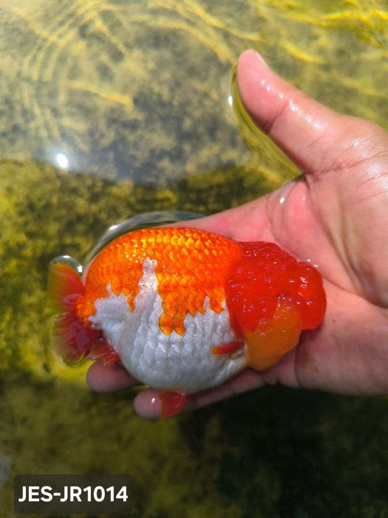 Thai Dragon Head Ranchu Red & White 4.00 inch Body (JES-JR1014)