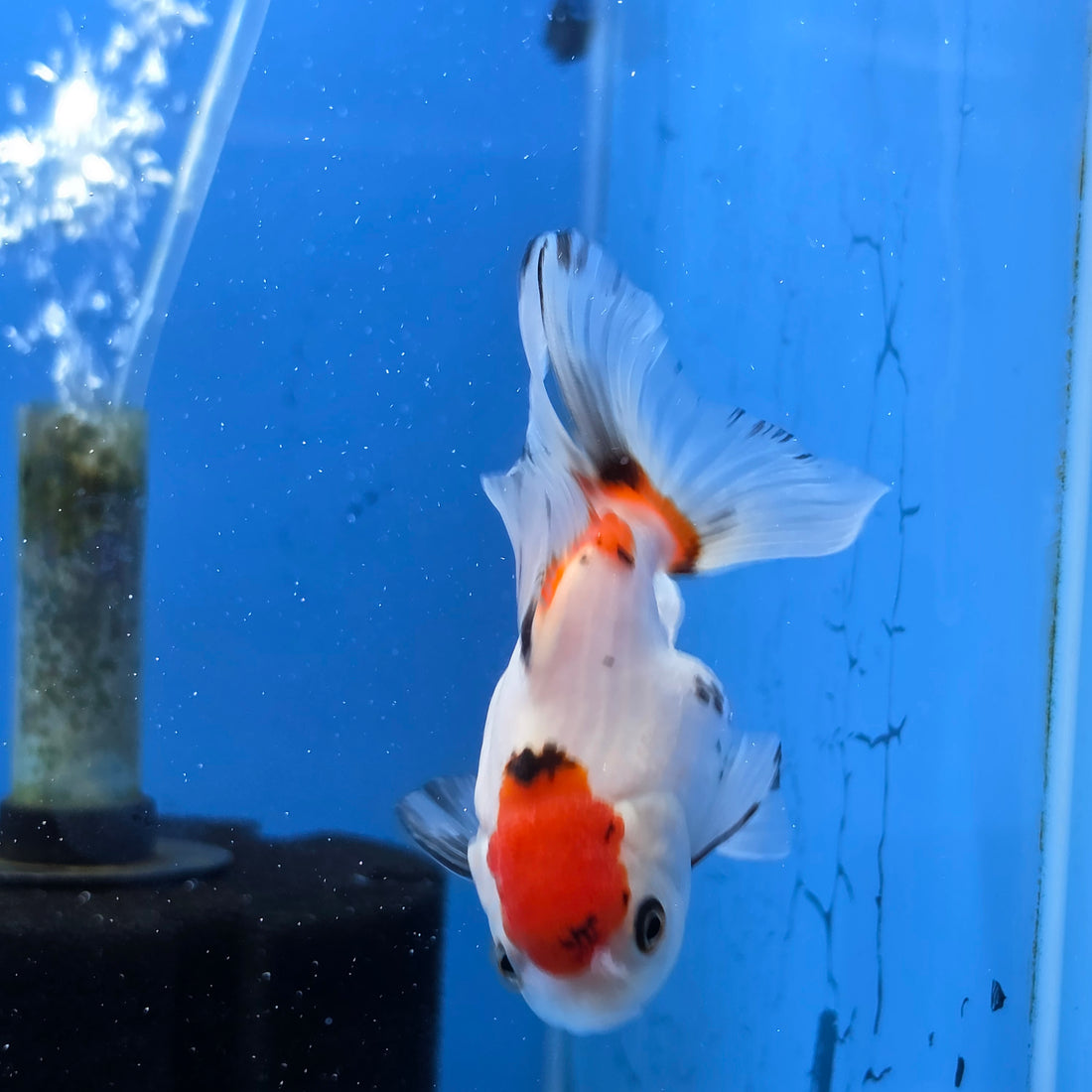 Thai Oranda Red Cap Tri Color 2.50" Body Female (FEB-745)R2B01