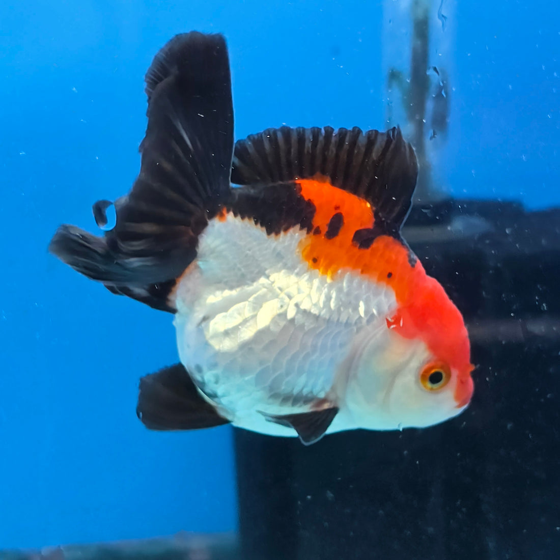 Thai Oranda Tri Color 3 in Body Female (FEB-525)R3A07