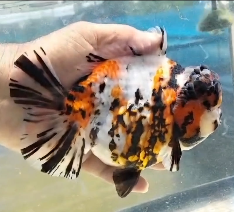 Thai Jumbo Tri Color White Tiger Orchid Tail Oranda by NK THAILAND 5.00 inch Body (NKT-JO2046)